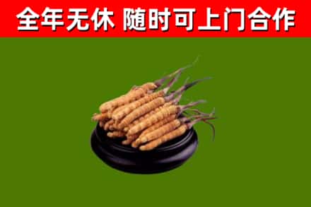 开封回收冬虫夏草